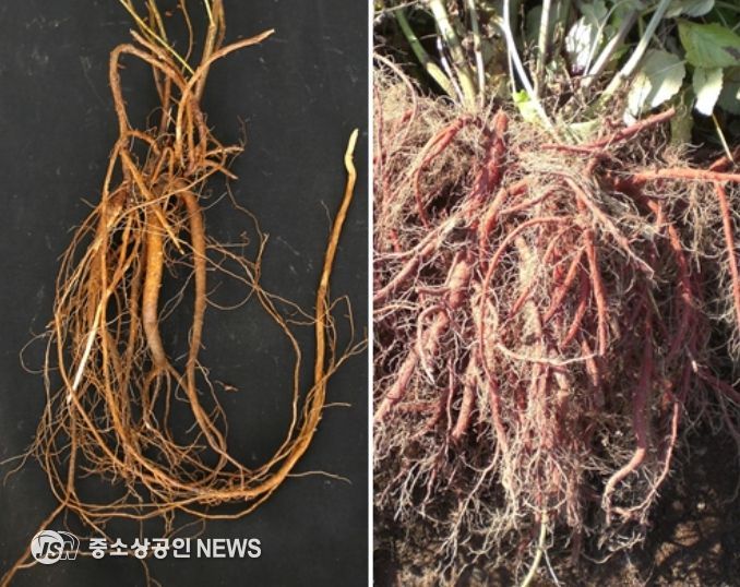 약용작물(감초, 단삼)
