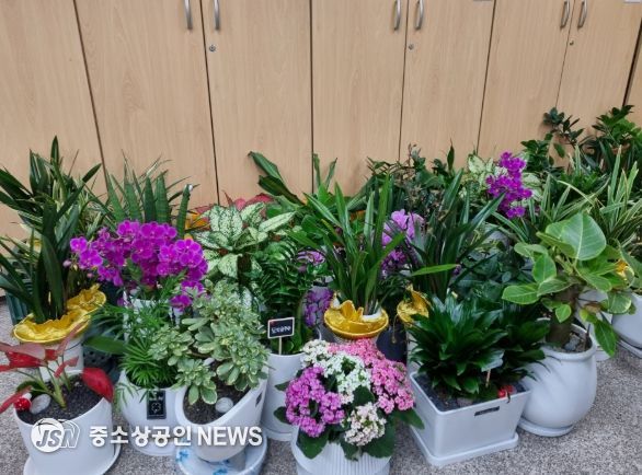 인사 축하 화분 50개, 1인 가구에 반려 식물로 전달
