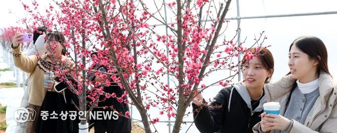 홍매화가 부른 봄, 왔더니 강진 청자축제장