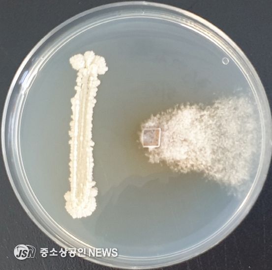 해남군,“고구마병 잡는 미생물 나왔다”실증시험 본격 추진