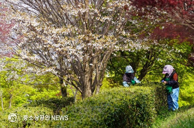해남군“연두빛 번져가는 두륜산, 녹차 만들러 오세요”