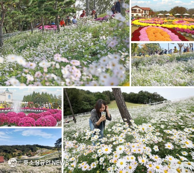 임실군, 국화와 구절초 등 만개