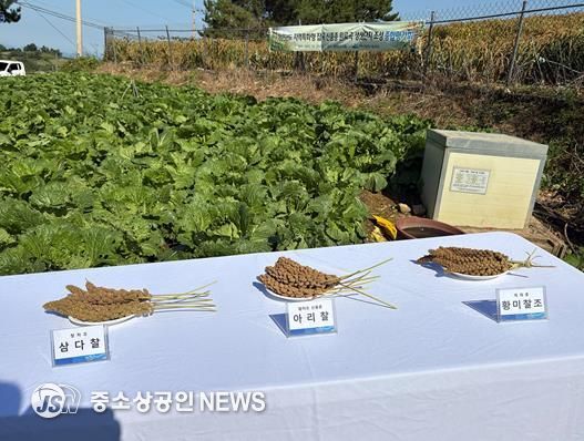 지난 20일 화양면 감도마을에서 지역주민과 시범사업 대상자, 관계자 등 50여 명이 참석한 가운데 ‘잡곡 조 신품종 아리찰 생산단지 조성 결과평가회’를 개최했다.