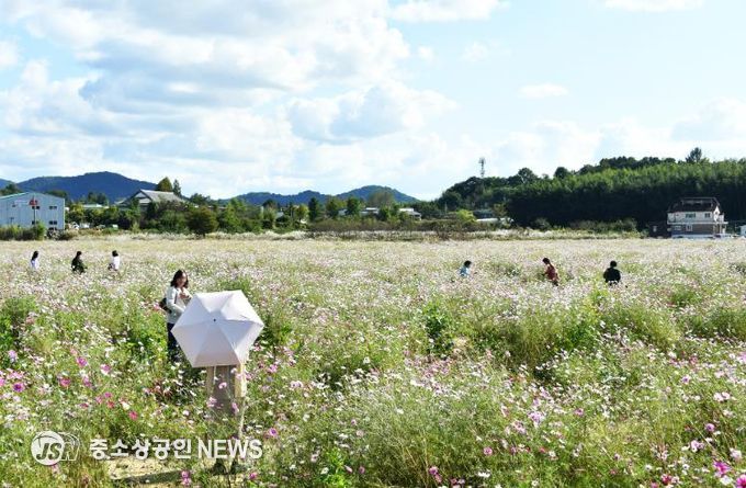 담양군, 코스모스 만개로 가을 정취 물씬