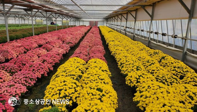 기술센터 내 재배된 국화 화분과 읍내 시가지에 전시중인 모습
