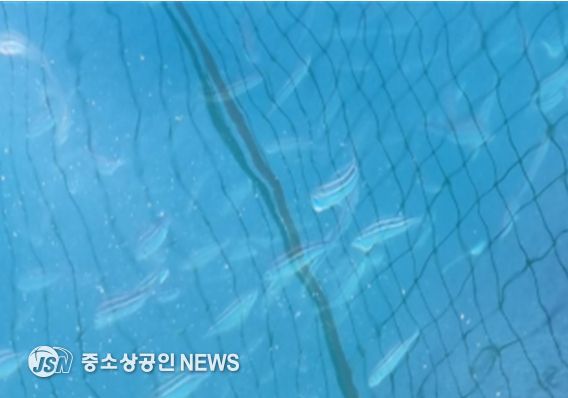 벤자리 시험양식 해상가두리(삼산면 거문도)