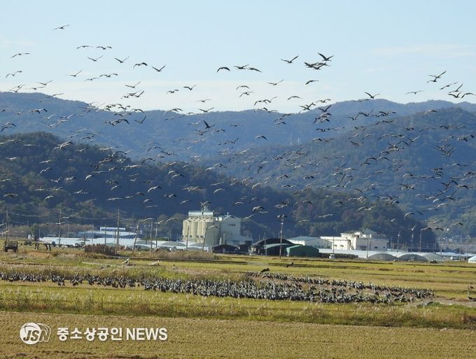 순천만 전봇대 뽑자, 귀한 황새도 찾아와 생태 회복력 입증