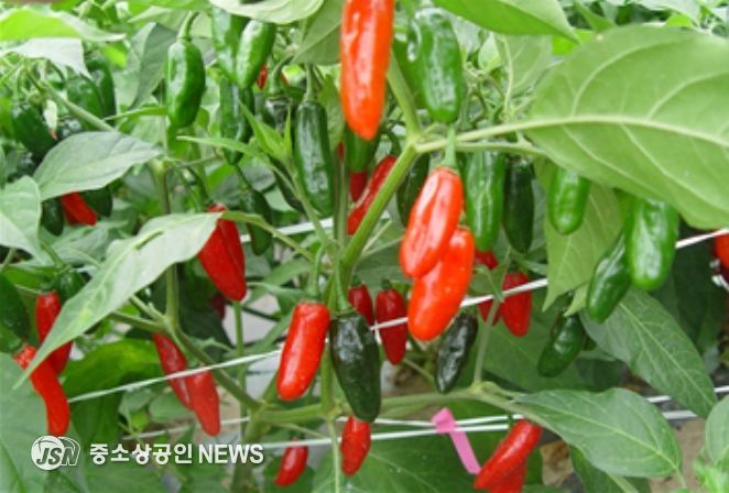 오이모자이크바이러스, 역병, 포티바이러스, 토마토반점시들음바이러스 저항성 자원(IT229195)