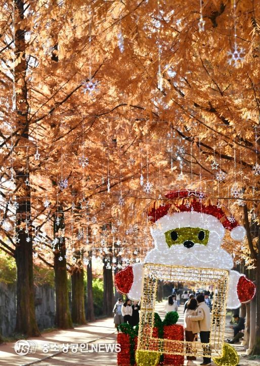 담양 메타세쿼이아길, 가을 풍경 ‘장관’