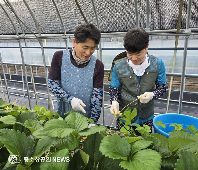 신규농업인 현장실습 선도농가 박성철 대표 농장에서 재배 실습중인 모습