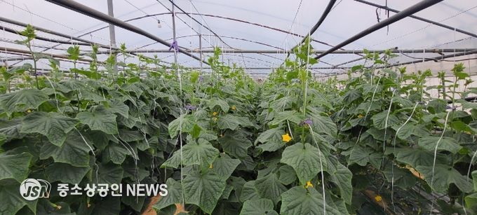 “순천 오이” 본격 출하