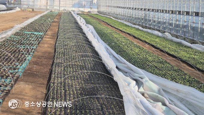 팬지, 비올라, 금잔화 등 15종 56만 본 생산 예정