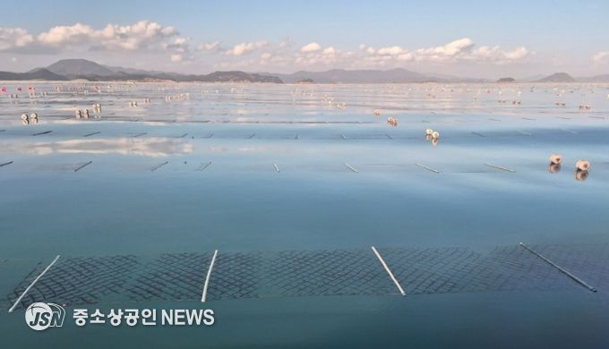 2026년산 청정 고흥산 김 본격 출하