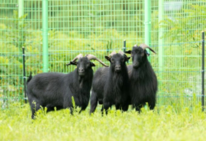 흑염소(제공: 국립축산과학원 가축유전자원센터)