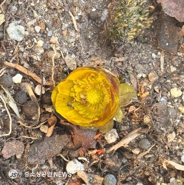 자연이 선택한 봄 1호, 순천만국가정원 ‘복수초’ 활짝