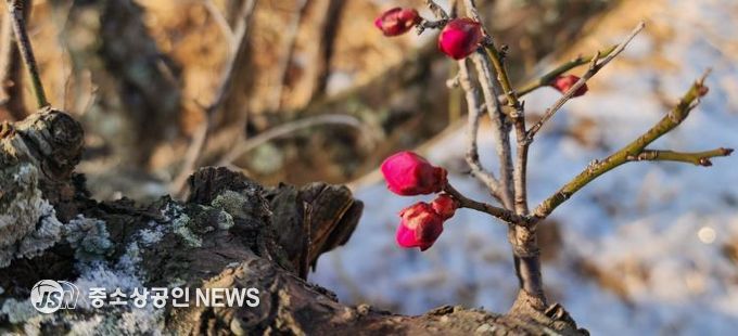 광양시, 눈 속에서 피어난 봄… 광양 홍매