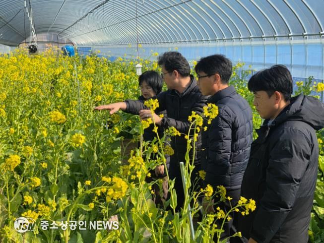 강진군 농업기술센터 직원들이 강진청자축제장에 조성한 유채꽃밭을 살펴보고 있다.