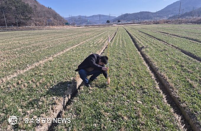 맥류 생육재생기 판단