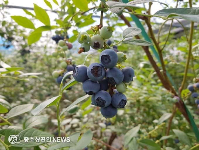 곡성군, 2월 블루베리 첫 수확