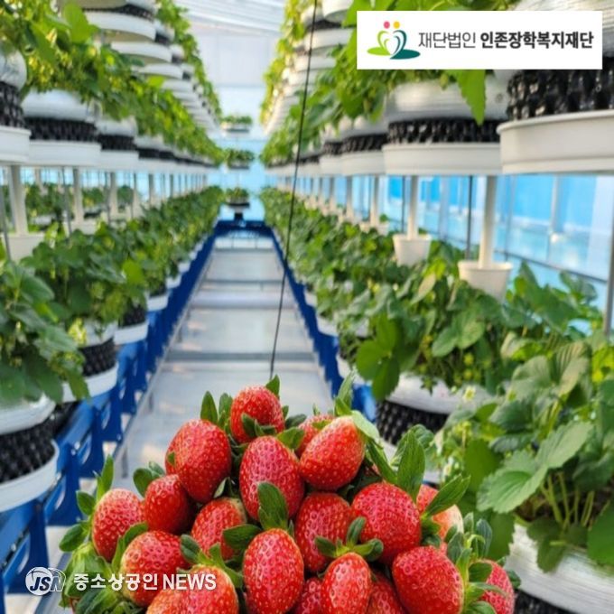 딸기 식물공장