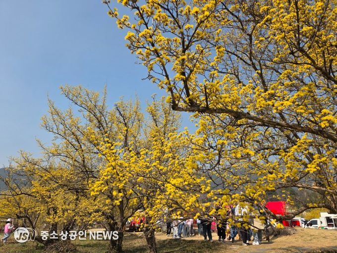 제27회 구례산수유꽃축제