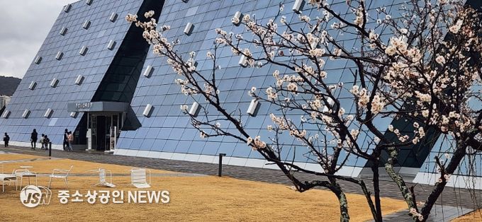 광양시, 원도심 전남도립미술관 앞 고목 매화 꽃